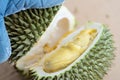 peeling durian by hand Tropical seasonal fruit, king of fruit from Thailand. The durian peel, glove, knife.