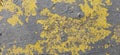 Peeling gray and yellow paint with fissures and craquelure