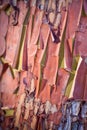 Peeling Madrone Tree Bark Royalty Free Stock Photo