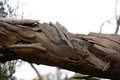 Peeling tree bark