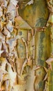 Peeling tree bark showing a rough texture