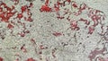 Peeling white paint on cement wall surface Royalty Free Stock Photo