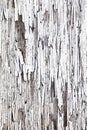 Peeling white paint texture on an old wooden door