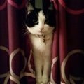 Peep Po - The Sitting Cat