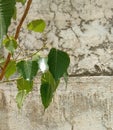 Peepal or Ficus religiosa green leave branch