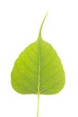 Peepal Leaf Royalty Free Stock Photo