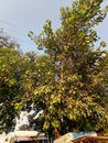 Peepal tree it is also known as the bodhi tree  peepul tree pipal tree or ashvattha tree Royalty Free Stock Photo