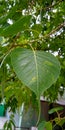 Peepal tree Ficus Religiosa Leaf Closeup Shot