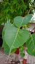 Peepal tree Ficus Religiosa Leaf Closeup Shot