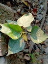 Peepal tree itis also known as the bodhi tree  peepul tree pipal tree or ashvattha tree Royalty Free Stock Photo
