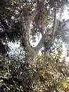 Peepal tree