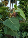 Indian Peepal Tree Stock Photo.