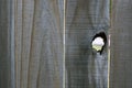 Peephole in old wood fence Royalty Free Stock Photo