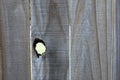 Peephole in old wooden fence Royalty Free Stock Photo