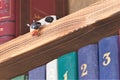 Peeping animal, symbol, tradition, shelf decoration in the home library