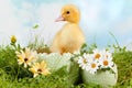 Peeping easter duckling Royalty Free Stock Photo