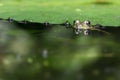 Peeping frog Royalty Free Stock Photo