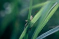 A peeping grasshopper's head from behind tall grass in a meadow.