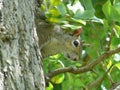 Peeping Squirel Royalty Free Stock Photo