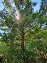 Peeping sun and majestic tree Royalty Free Stock Photo