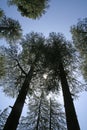 Peeping sun through tall giant pine trees