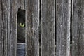 peeking cat in barn wood hole Royalty Free Stock Photo