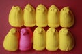 Peeps chicks one pink in a row of yellow