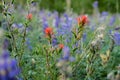 Peering Through Blurry Lupine to Orange Paintbrush