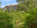 Peering through dense undergrowth to Birchen Edge cliff face and a lone climber