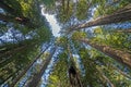 Peering High Into the Coastal Redwood Forest Royalty Free Stock Photo