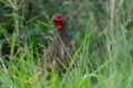 Peering through the long grass. Royalty Free Stock Photo