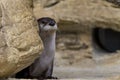 Peering North American River Otter