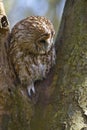 Peering owl