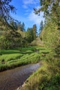 Cedar and pine forest running along small stream Royalty Free Stock Photo