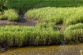 Grass Growing On Edge Of Shallow Water