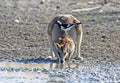 Peewee or magpie lark sitting on the head of an Agile wallaby.