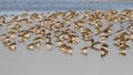 Peewit or Lapwing feeding in shallow lagoon.