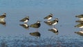 Peewit or Lapwing feeding in shallow lagoon with Teal duck.