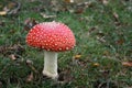 Pefect poison beautiful Toadstool Royalty Free Stock Photo