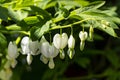 Pefect white flowers of Bleeding Heart or Lady in a Bath plant Royalty Free Stock Photo