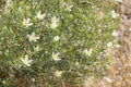 Peganum harmala flowering plant green summer sunny background Royalty Free Stock Photo