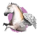 Pegasus digital art illustration isolated on white background. Legendary ancient mythological crature, fairy-tale dreamlike animal