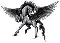 monochromatic Pegasus. An illustration of the mythological horse Pegasus rearing up on its hind legs. vector