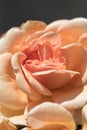 `Pegasus` ROsa L., shrub rose, English, variety, David C.H. Austin, UK, 1995. Close up. Vertical photo.2021