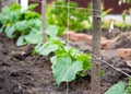 Pegs with a taped trellis in a garden with young cucumbers Royalty Free Stock Photo