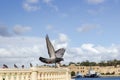 Peguin in front of Manoel island near Valletta capital city of Malta island in mediterranean sea Royalty Free Stock Photo