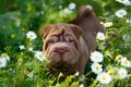 Pei puppy standing on green grass with white flowers.