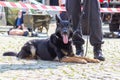 German police dog handler with a police sheepdog