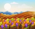 Peisage of empty and filled with grape trees fields. Vineyard. Autumn plant. Warm colors Royalty Free Stock Photo