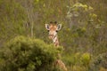 Pekaboo giraffe: super cute and funny female baby girafee, peeking thorugh the african bush